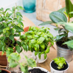 House Plants